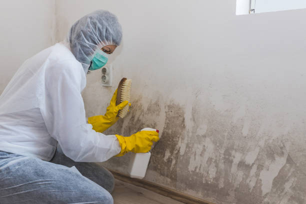 Best Commercial Mold Removal  in Westover, AL